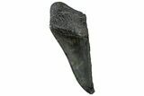 Partial Fossil Megalodon Tooth - Serrated Edge #300121-1